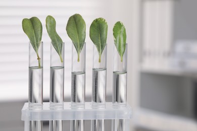 Photo of Test tubes with green leaves in laboratory, closeup. Space for text