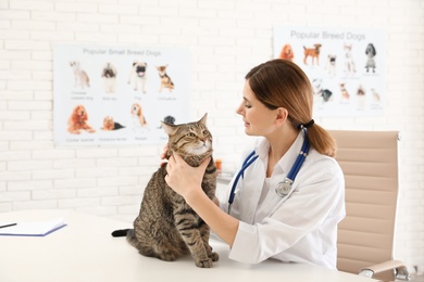 Photo of Professional veterinarian examining cute cat in clinic