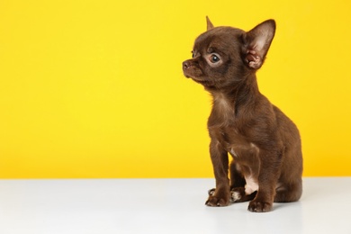 Cute small Chihuahua dog on yellow background. Space for text