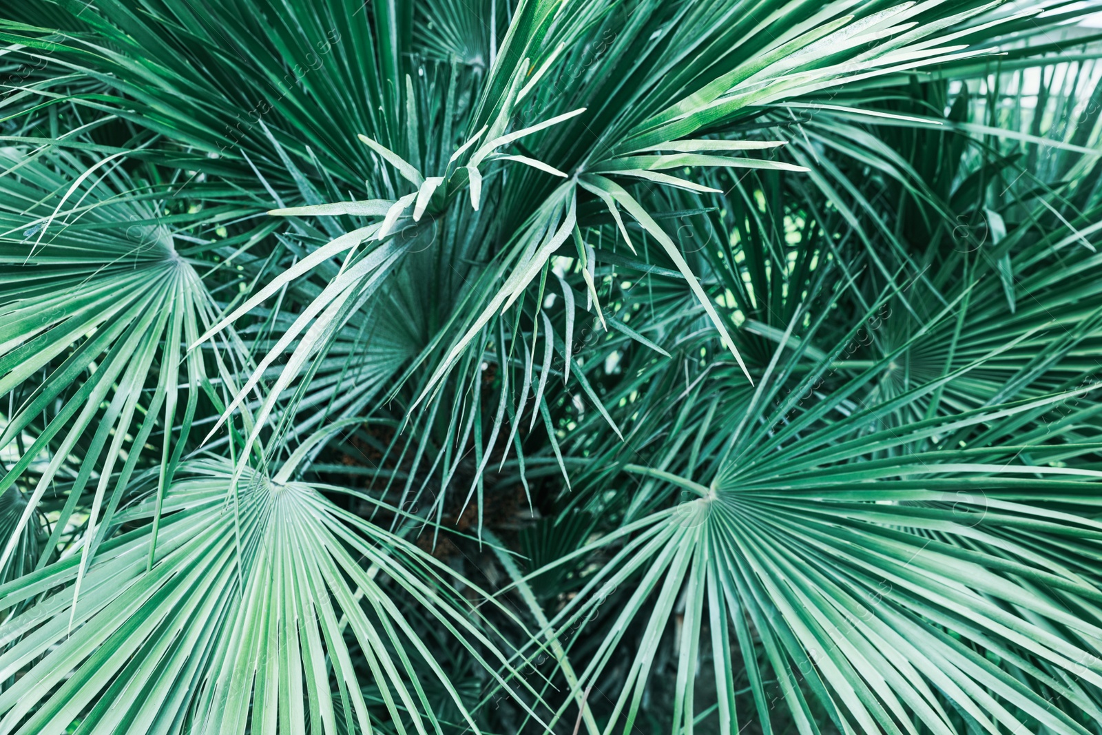 Photo of Beautiful green tropical leaves outdoors, closeup view