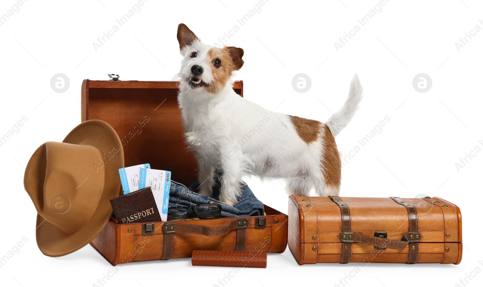 Photo of Travel with pet. Dog, clothes and suitcases on white background