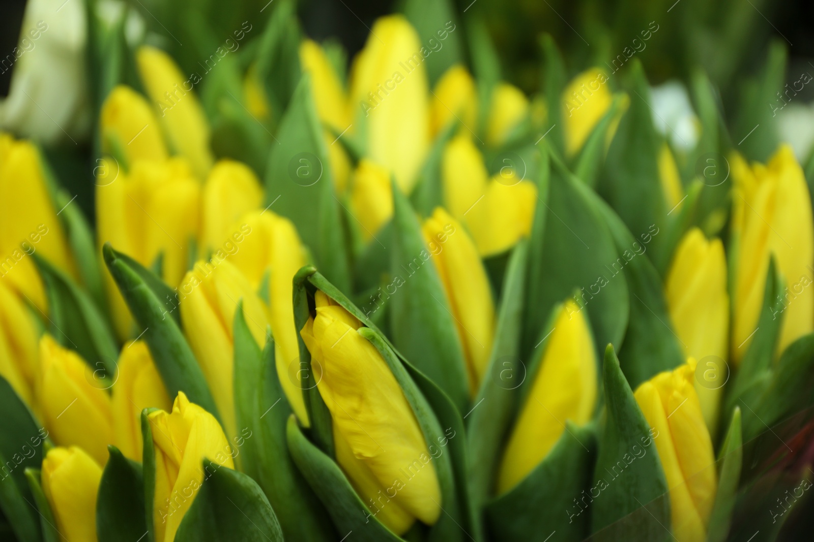 Photo of Fresh bouquet of beautiful tulip flowers, closeup