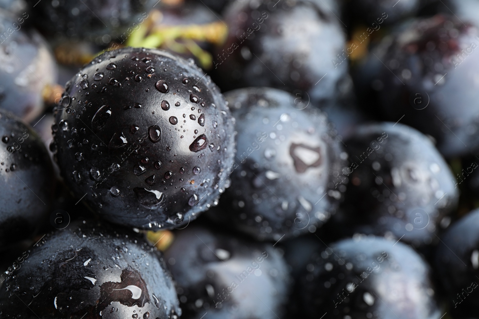 Photo of Fresh ripe juicy black grapes as background, closeup view