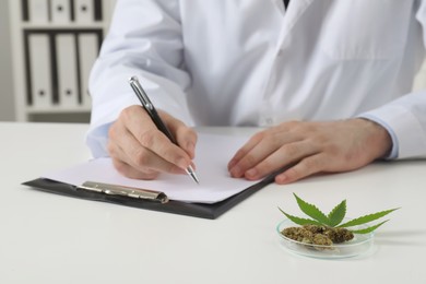 Photo of Doctor working at table with medical hemp and fresh leaf indoors, closeup