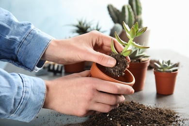 Photo of Woman transplanting home plant into new pot at table, closeup