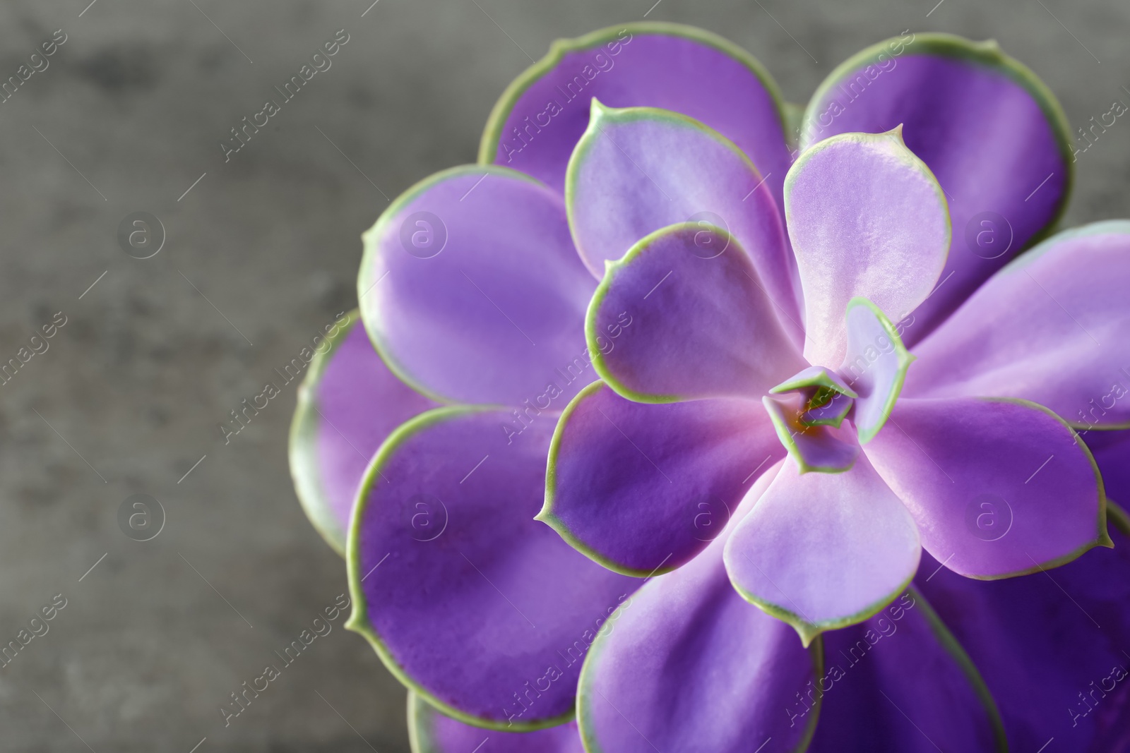 Image of Beautiful succulent plant on grey background, closeup