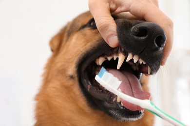 Photo of Woman cleaning dog's teeth with toothbrush indoors, closeup