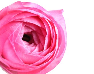 Photo of Beautiful fresh ranunculus flower on white background, closeup