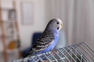 Photo of Beautiful light blue parrot on cage indoors. Cute pet