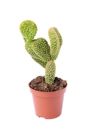 Photo of Beautiful green Opuntia cactus in pot isolated on white