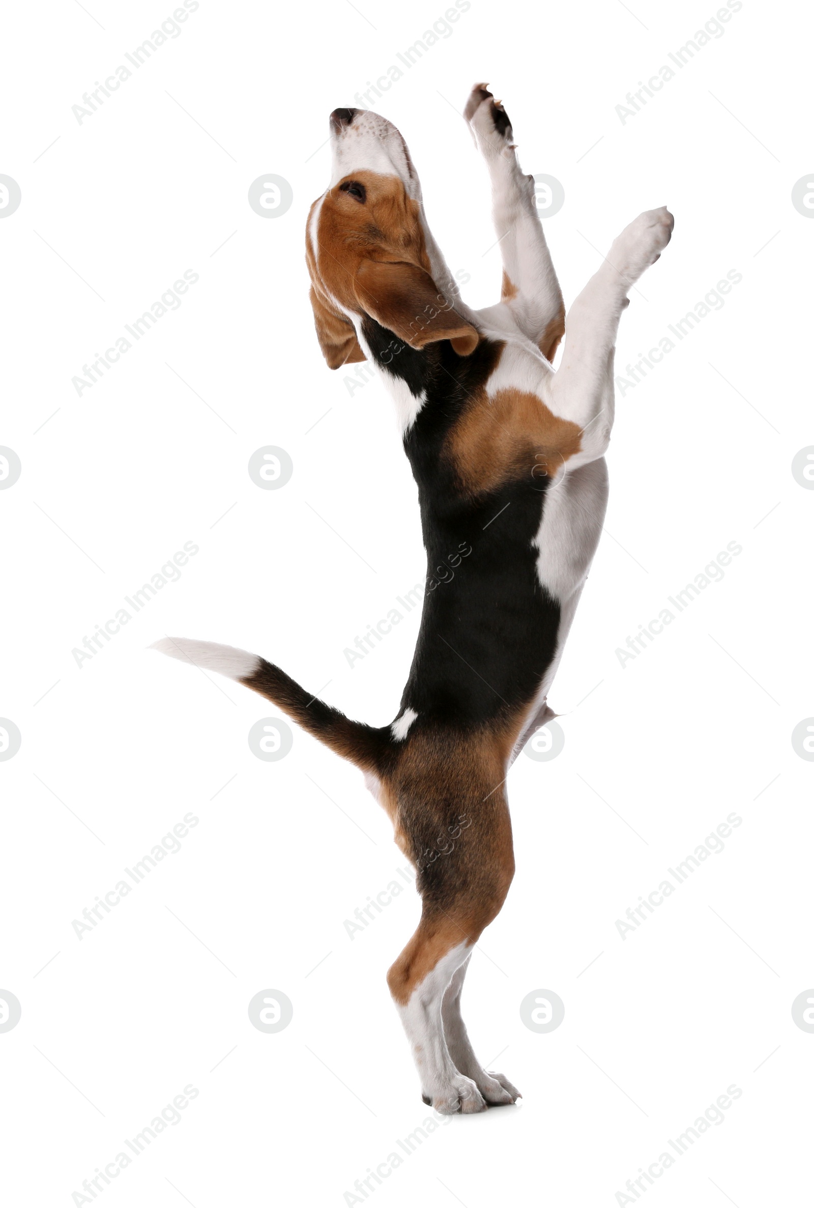 Photo of Cute Beagle puppy on white background. Adorable pet