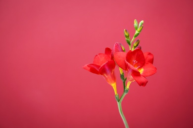 Photo of Beautiful freesia flower on color background