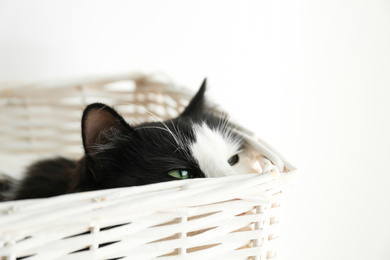 Photo of Cute cat relaxing in wicker basket on light background