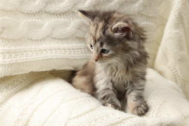 Cute kitten on white knitted blanket. Baby animal