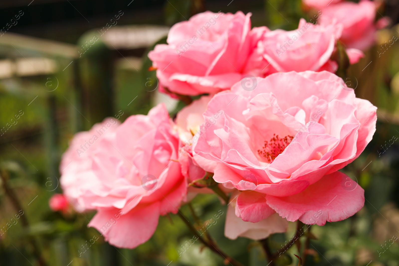 Photo of Closeup view of beautiful blooming rose bush outdoors on summer day