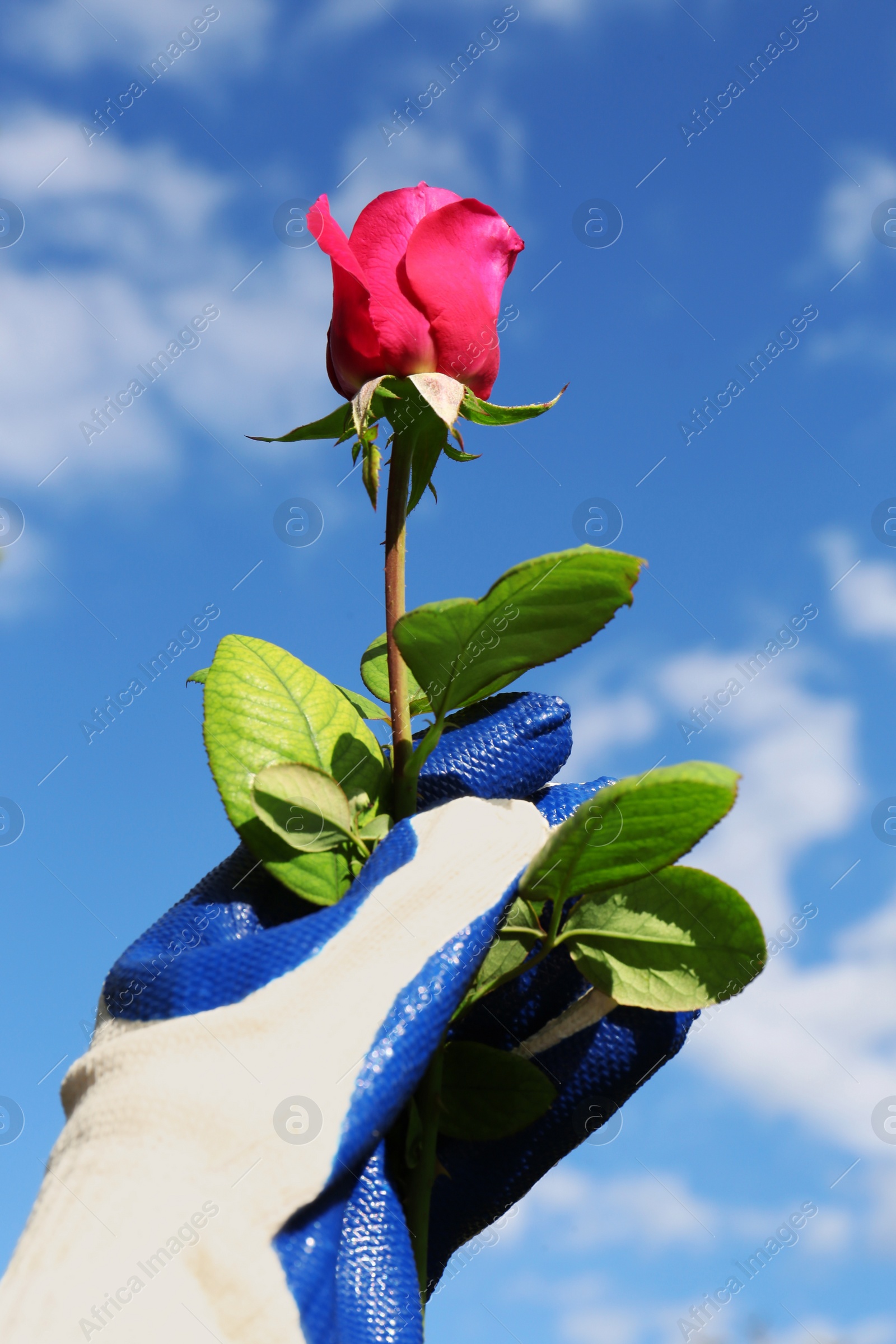 Photo of Woman in gardening glove holding rose against blue sky with clouds, closeup