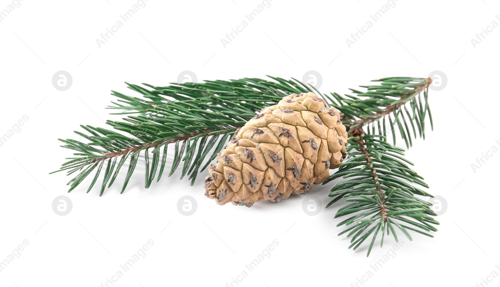 Photo of Fir tree branch with pinecones isolated on white