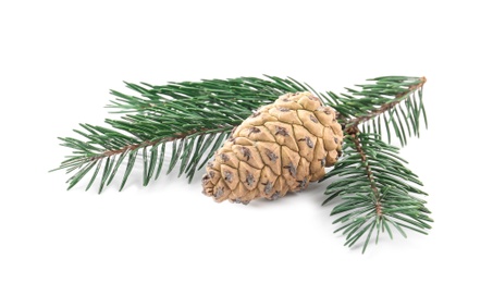 Photo of Fir tree branch with pinecones isolated on white