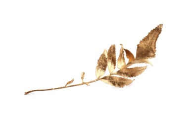 Twig of golden rowan leaves isolated on white. Autumn season