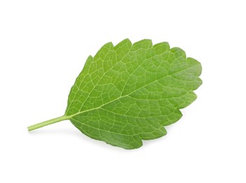 Fresh green lemon balm leaf isolated on white