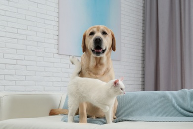 Adorable dog looking into camera and cat together on sofa indoors. Friends forever