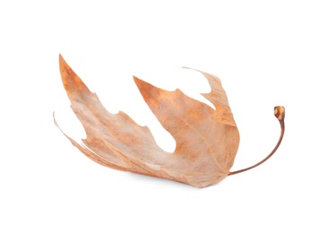 Dry leaf isolated on white. Autumn season