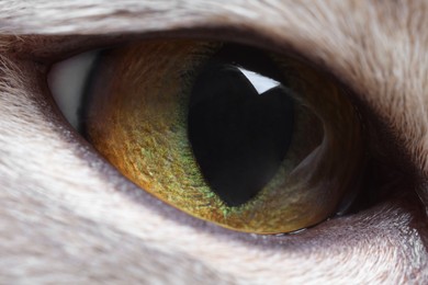 Cat, macro photo of right eye. Cute pet
