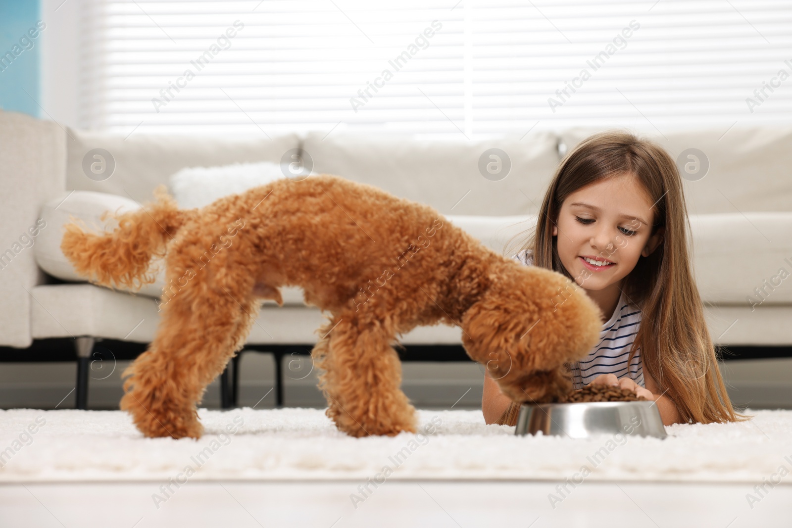 Photo of Little child feeding cute puppy on carpet at home. Lovely pet