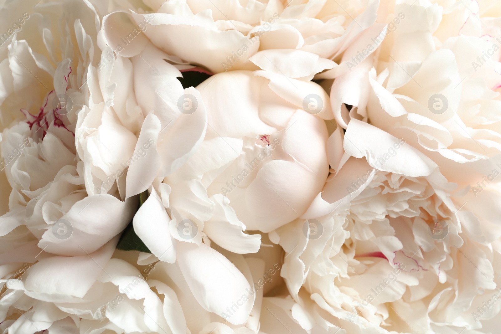 Photo of Beautiful blooming peony flowers as background, closeup