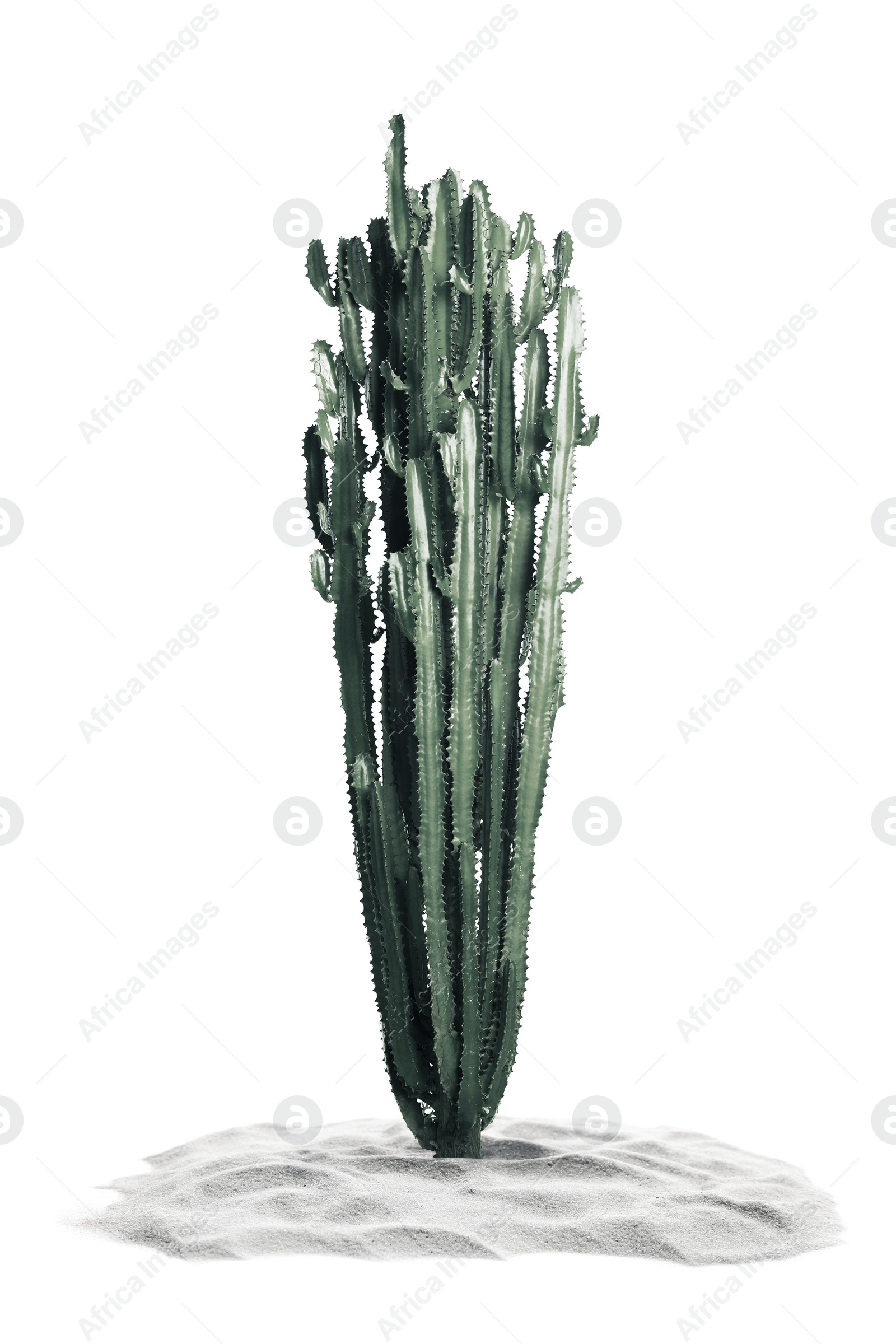Image of Beautiful big cactus in sand on white background. Color toned