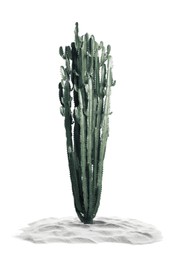 Beautiful big cactus in sand on white background. Color toned