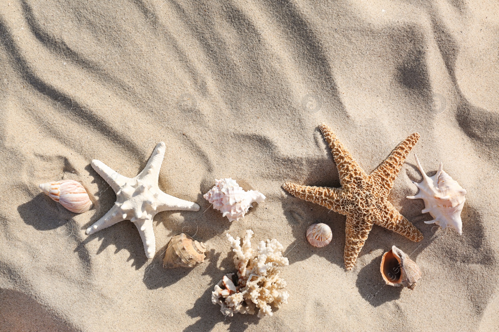 Photo of Flat lay composition with starfishes and seashells on sandy beach. Space for text