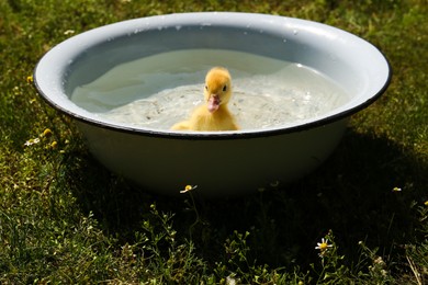 Photo of Cute fluffy duckling swimming in metal basin outdoors