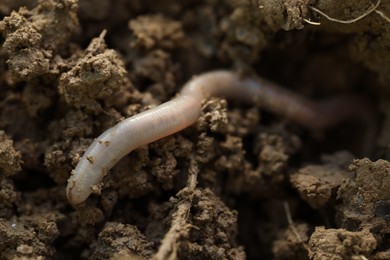 Photo of One worm crawling in wet soil, closeup