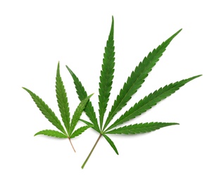 Photo of Leaves of medical hemp on white background, top view