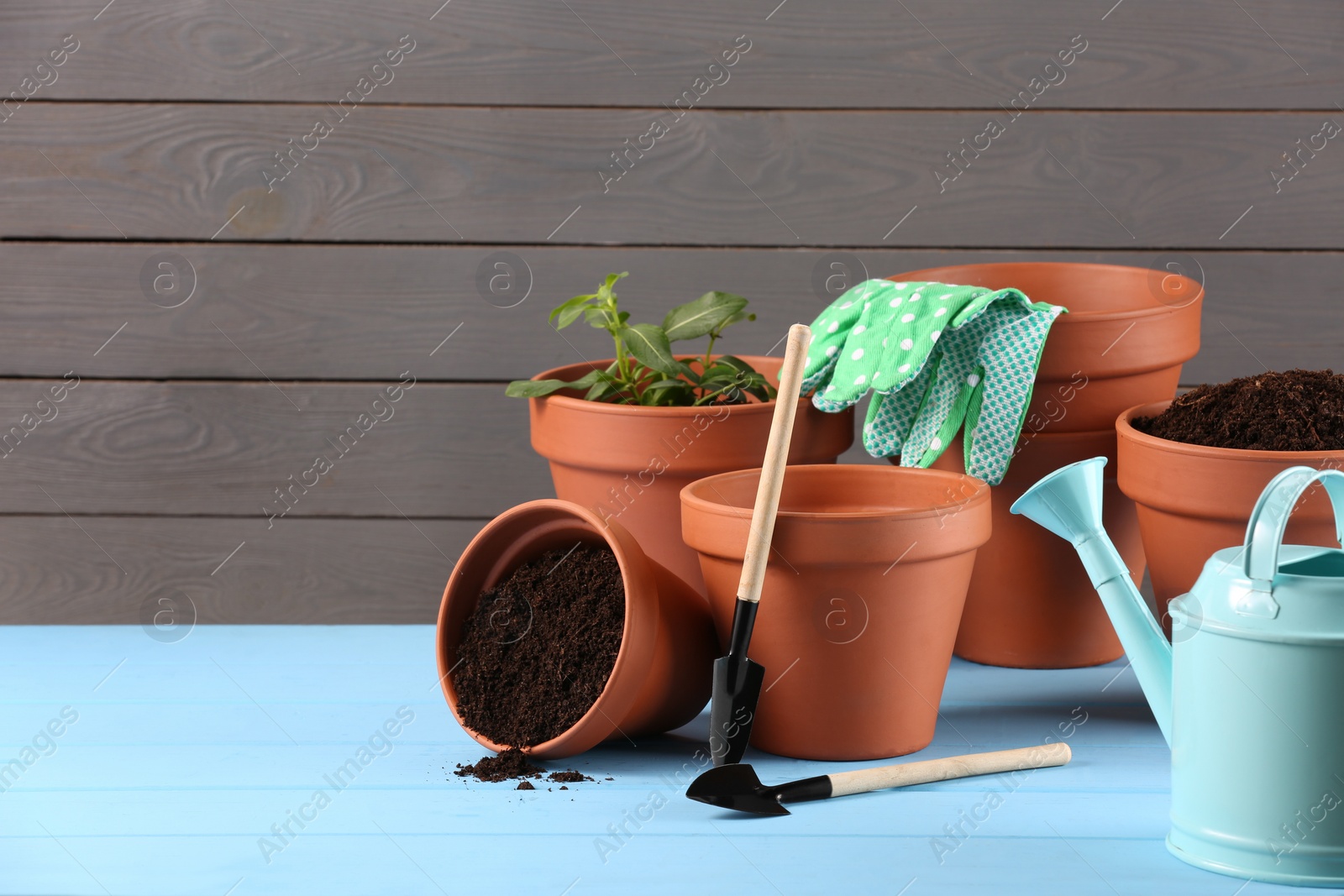 Photo of Many terracotta flower pots with soil, plant and gardening tools on light blue wooden table. Space for text