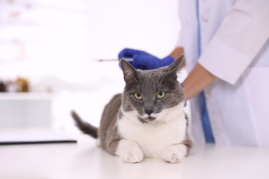 Photo of Professional veterinarian vaccinating cute cat in clinic, closeup