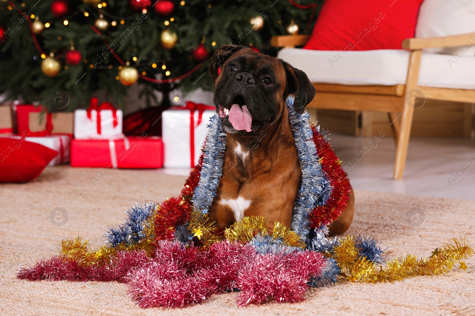 Photo of Cute dog with colorful tinsels in room decorated for Christmas