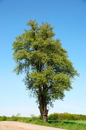 Photo of Beautiful tree with green leaves on branches outdoors