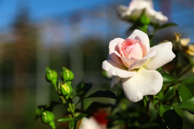 Photo of Beautiful rose in blooming garden on sunny day