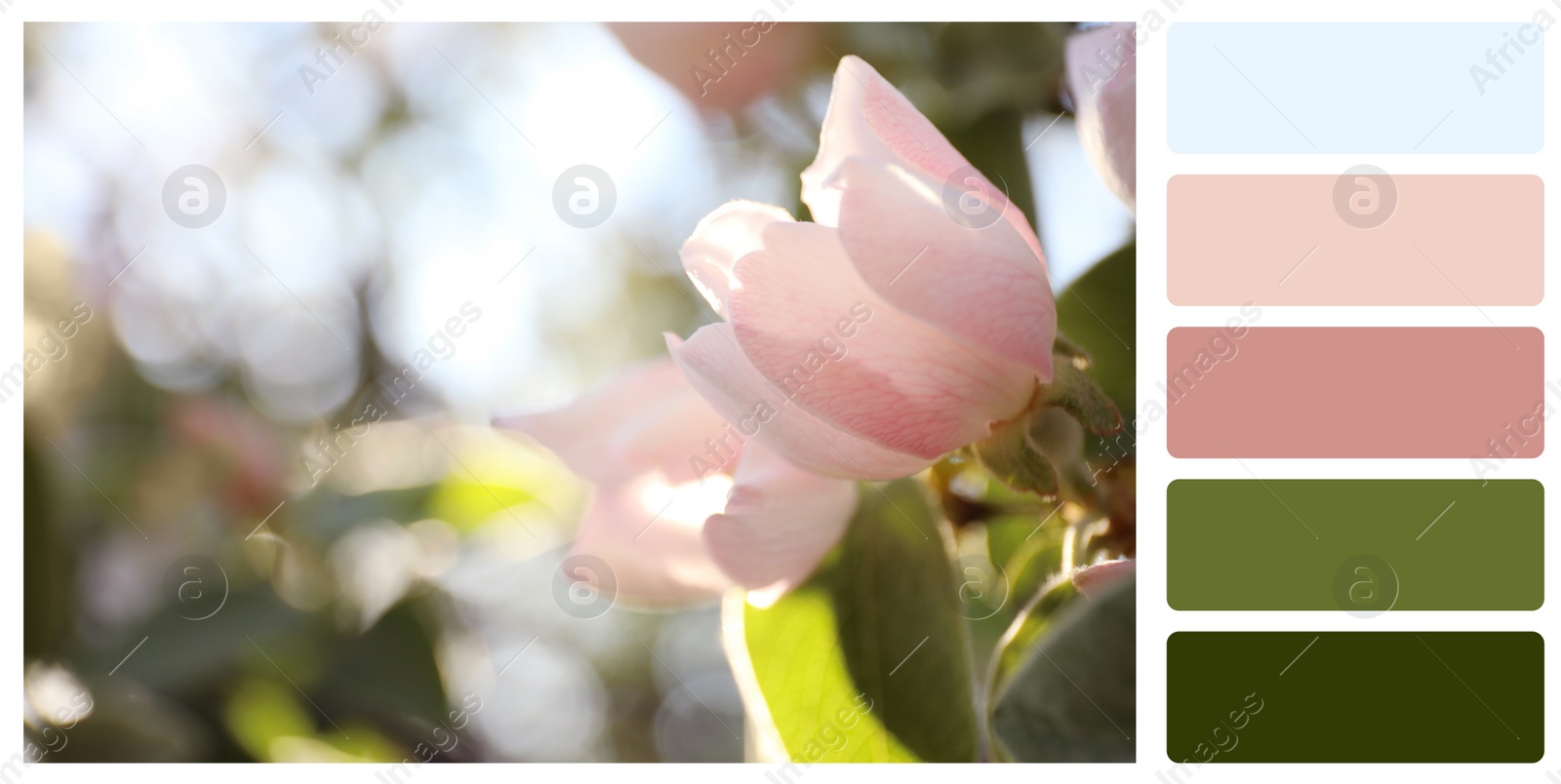 Image of Color palette appropriate to photo of blossoming tree outdoors on spring day