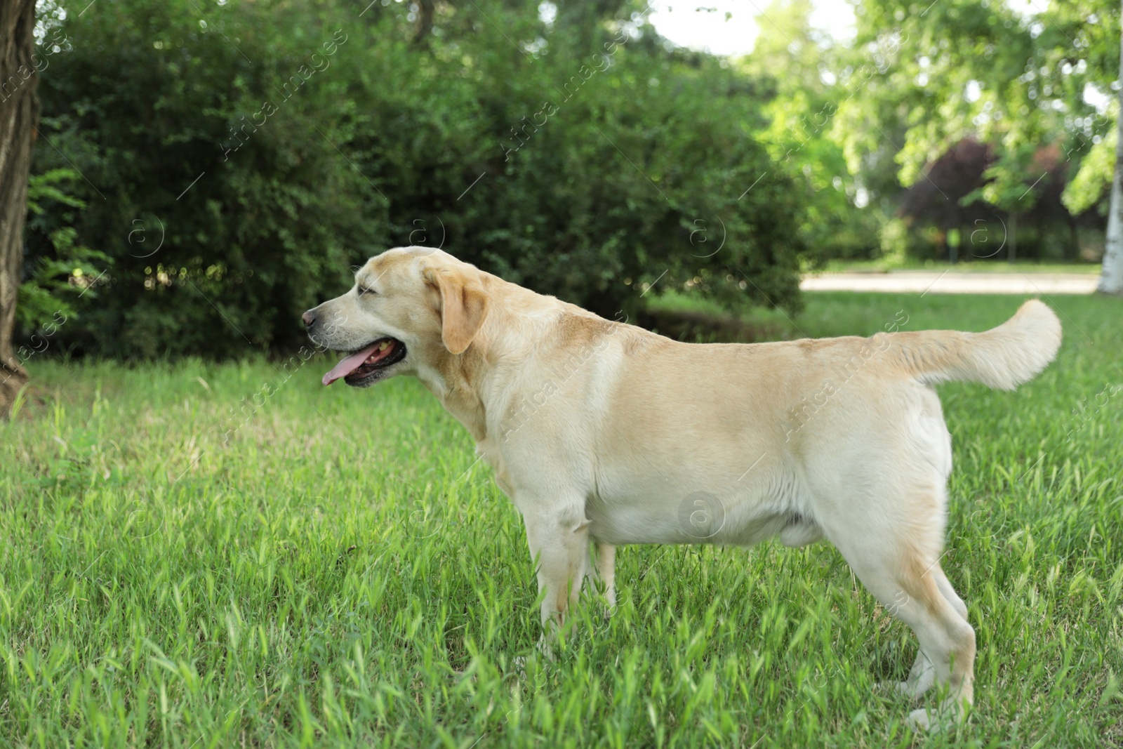 Photo of Cute Golden Labrador Retriever in green summer park