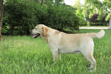 Photo of Cute Golden Labrador Retriever in green summer park