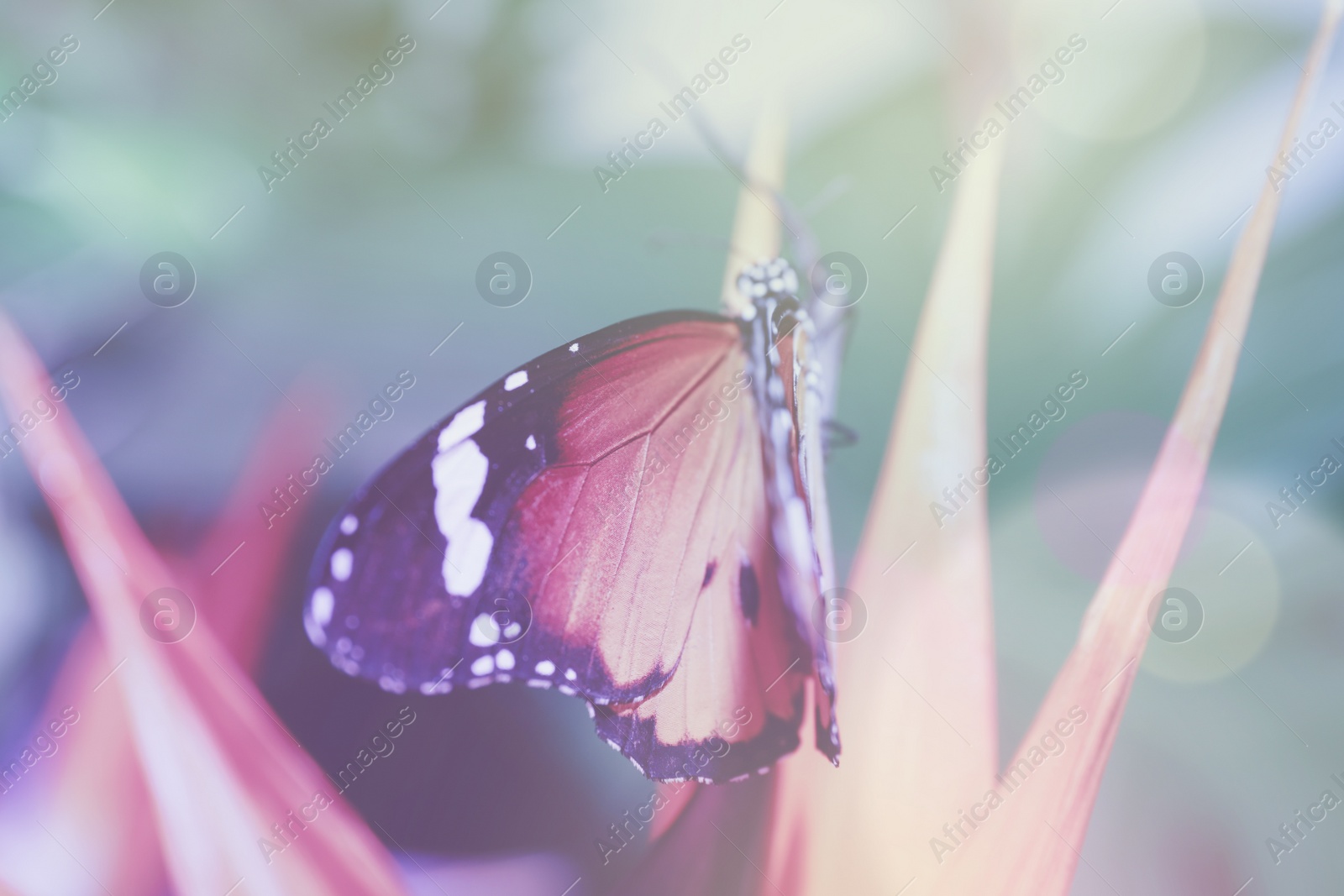 Photo of Beautiful painted lady butterfly on flower in garden