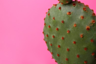 Photo of Beautiful green Opuntia cactus on pink background, closeup. Space for text