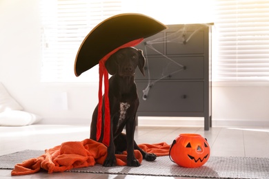 Photo of Adorable German Shorthaired Pointer dog in pirate hat with Halloween trick or treat bucket indoors