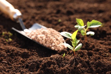 Seedlings and shovel with fertilizer on soil, closeup