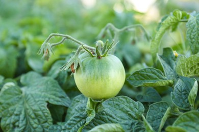 Photo of Beautiful green tomato plant growing in garden, closeup