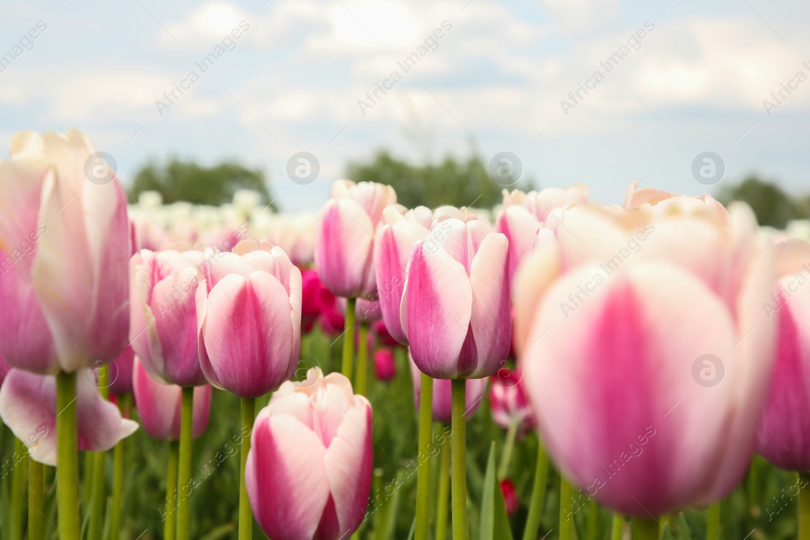 Photo of Beautiful tulip flowers growing in field, closeup