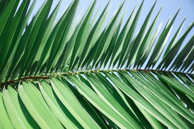 Beautiful green tropical leaf against blue sky, closeup